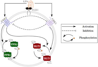 Bistable Mathematical Model of Neutrophil Migratory Patterns After LPS-Induced Epigenetic Reprogramming